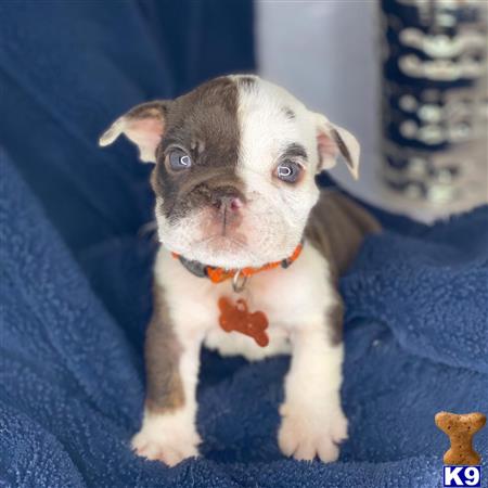 atlantafrenchbulldog Picture 2